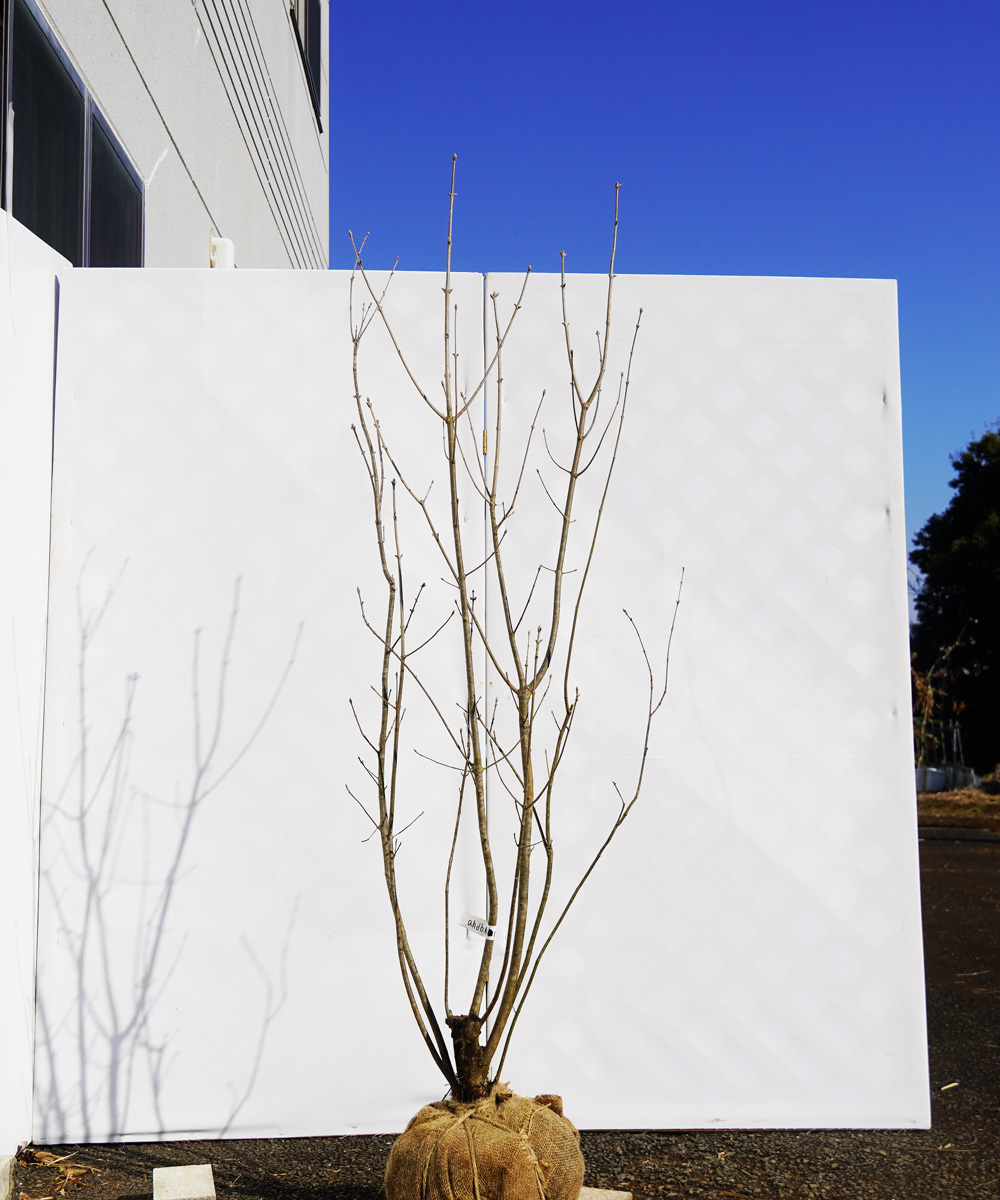 ahdb10-15 【畑もの】アオダモ 本株立 高さ1.5m程度 不在置き了承商品