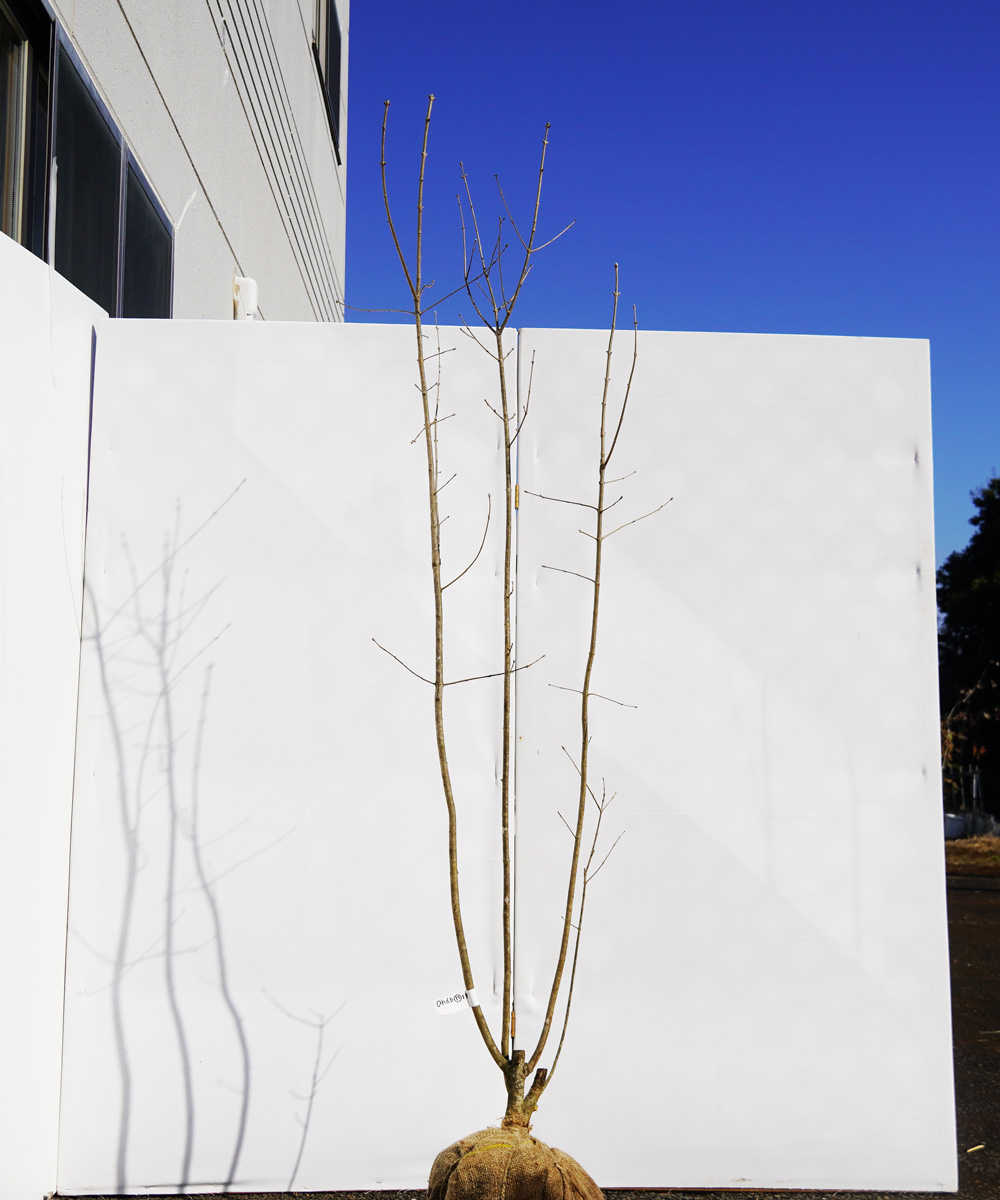 ahdb13-18  【畑もの】アオダモ 本株立 高さ1.8m程度 不在置き了承商品