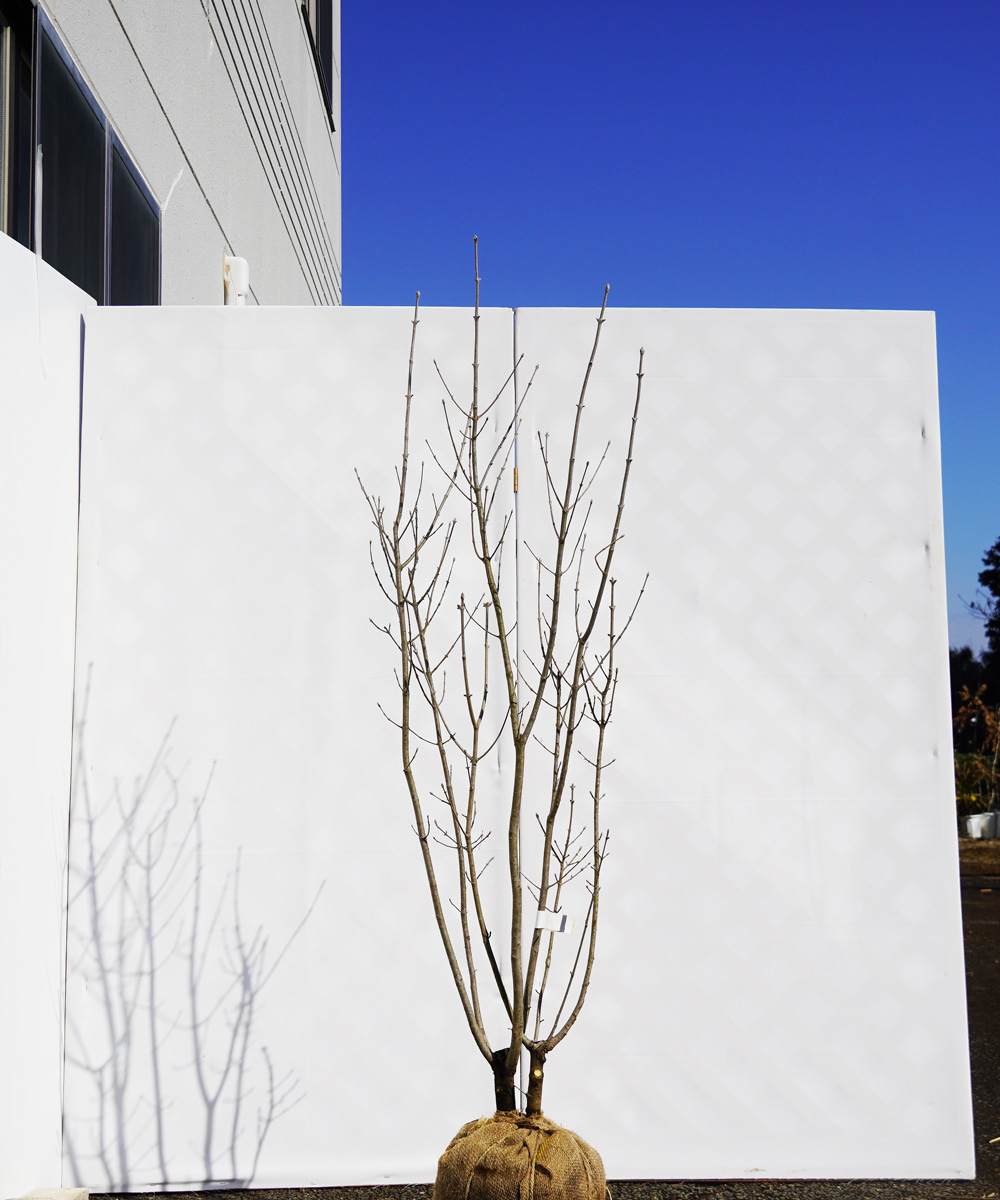 ahdb15-15 【畑もの】アオダモ 本株立 高さ1.5m程度 不在置き了承商品