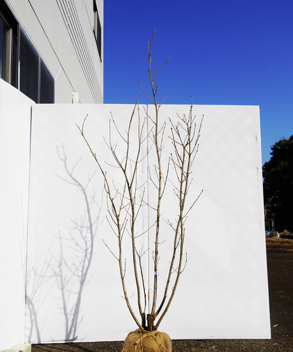 ahdb16-19 【畑もの】アオダモ 本株立 高さ1.9m程度 不在置き了承商品
