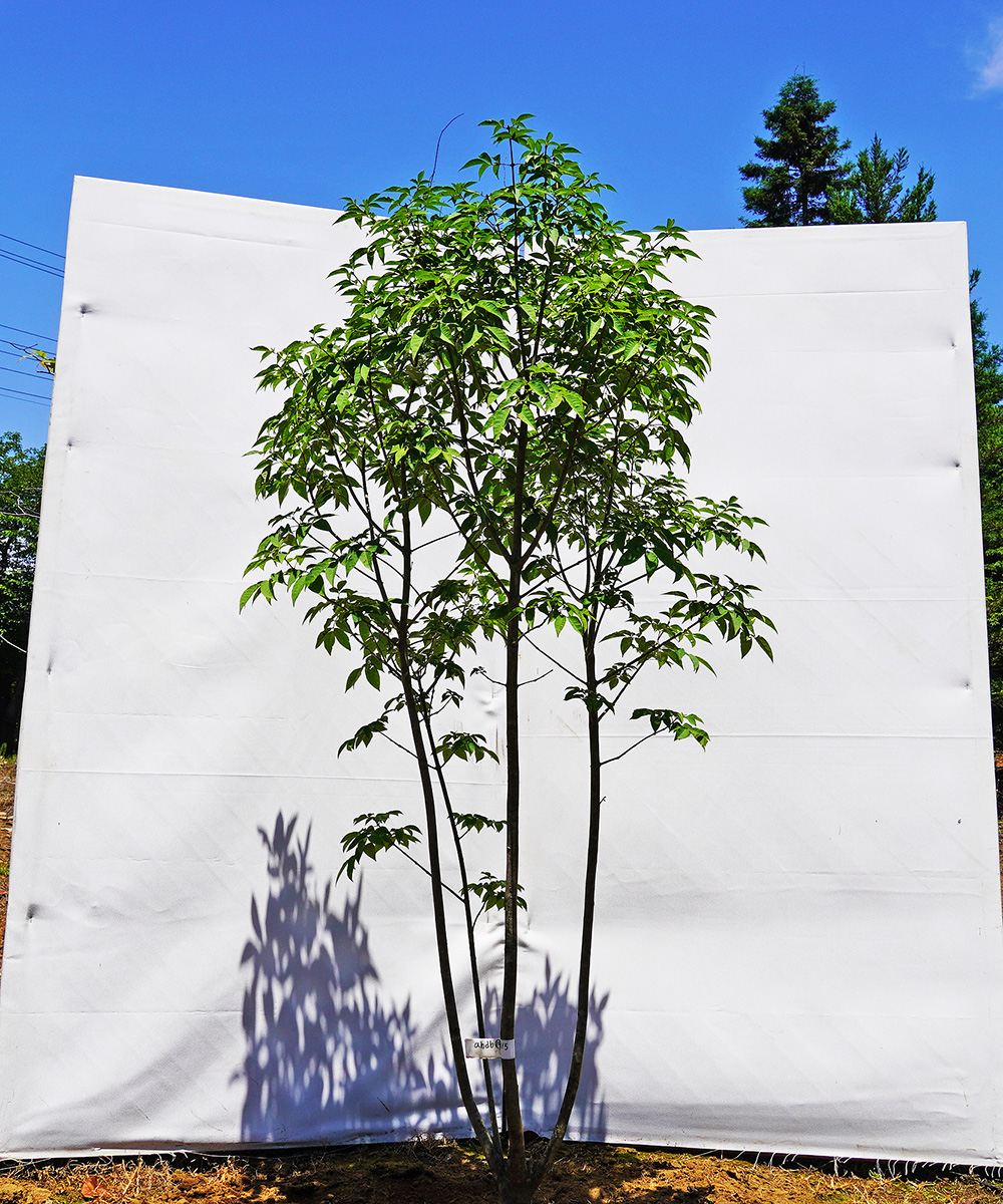 ahdb19-15 【畑もの】アオダモ 本株立 高さ1.5m程度 不在置き了承商品