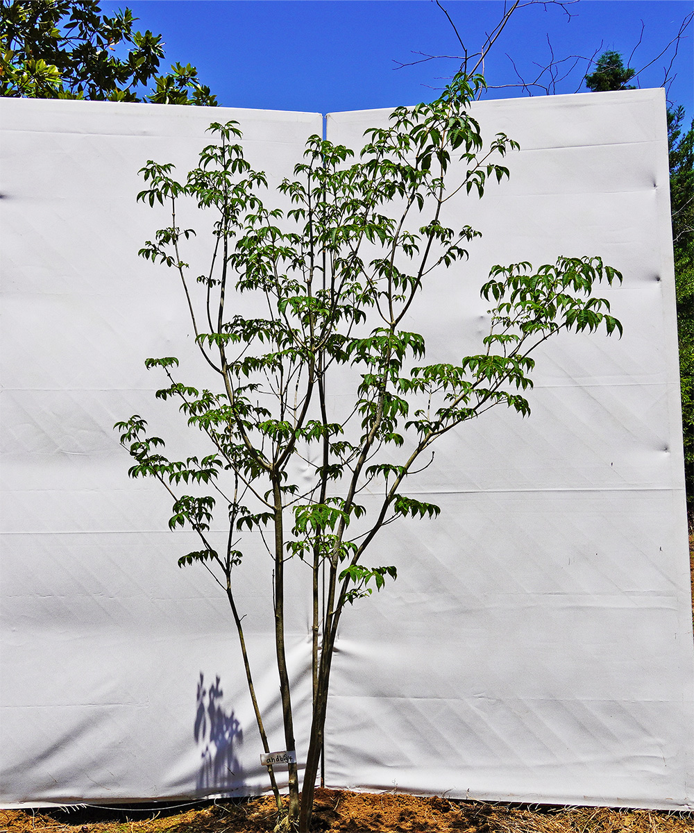 ahdb20-14 【畑もの】アオダモ 本株立 高さ1.4m程度 不在置き了承商品