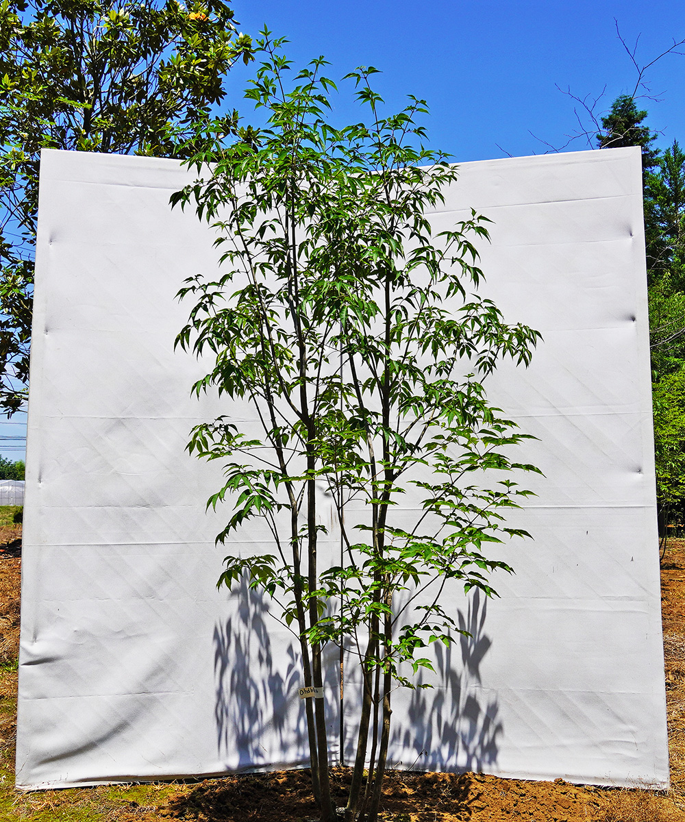 ahdb21-16 【畑もの】アオダモ 本株立 高さ1.6m程度 不在置き了承商品