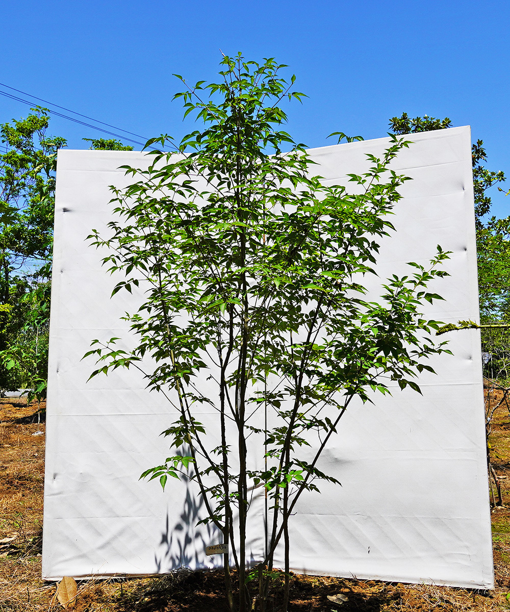 ahdb29-16 【畑もの】アオダモ 本株立 高さ1.6m程度 不在置き了承商品