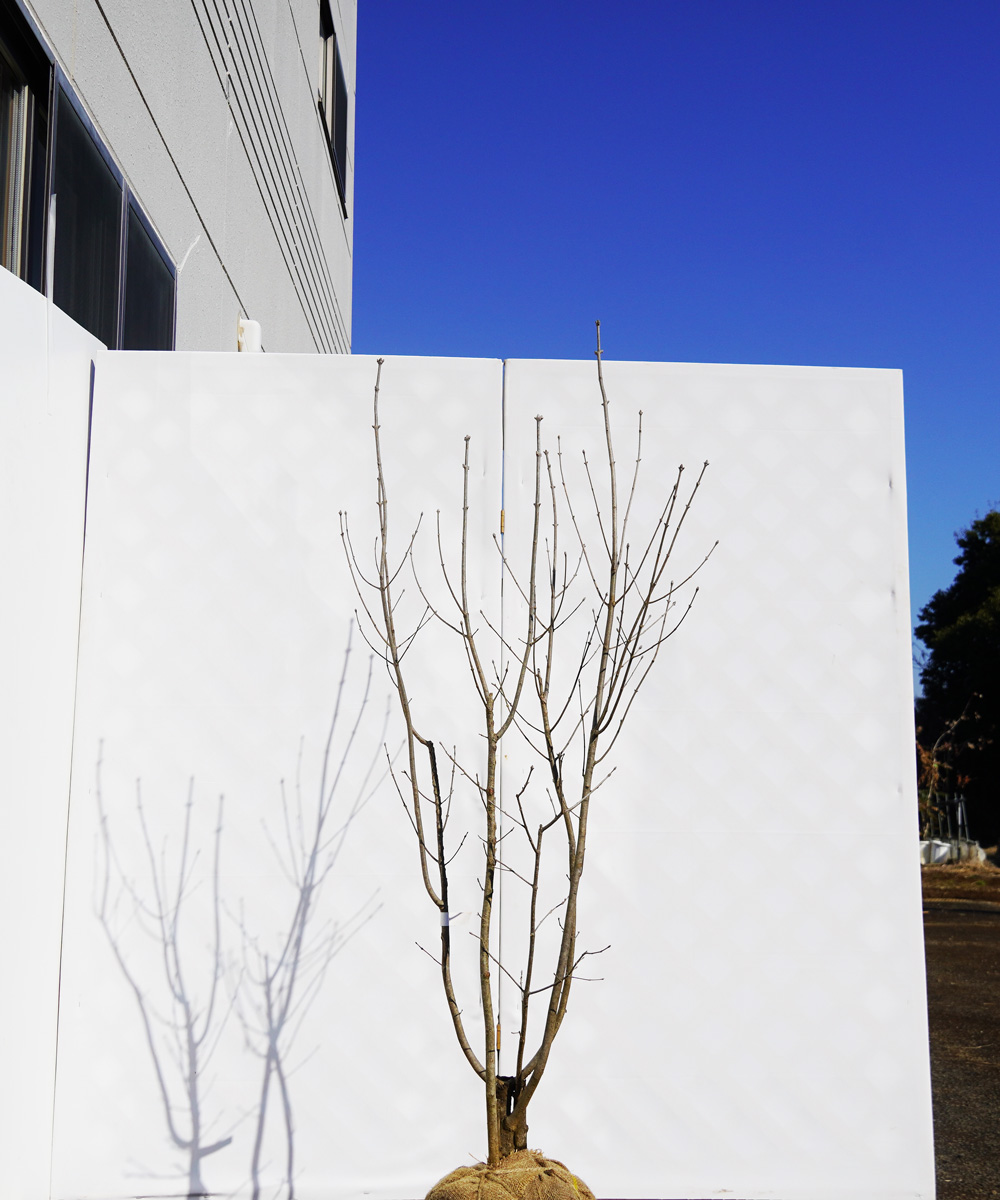 ahdb37-16 【畑もの】アオダモ 本株立 高さ1.6m程度 不在置き了承商品