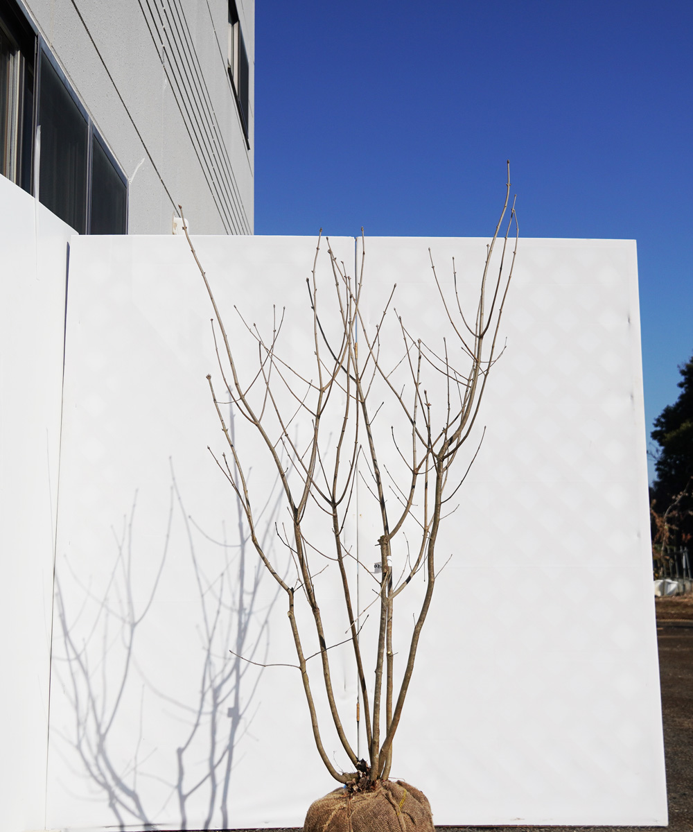 ahdb39-19 【畑もの】アオダモ 本株立 高さ1.9m程度 不在置き了承商品