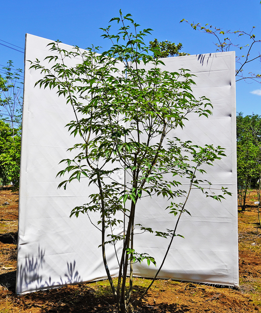 ahdb52-14 【畑もの】アオダモ 本株立　高さ1.4ｍ程度　不在置き了承商品