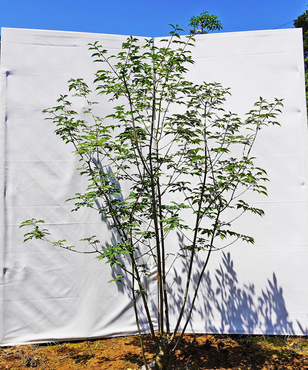 ahdb63-14 【畑もの】アオダモ 本株立　高さ1.4ｍ程度　不在置き了承商品