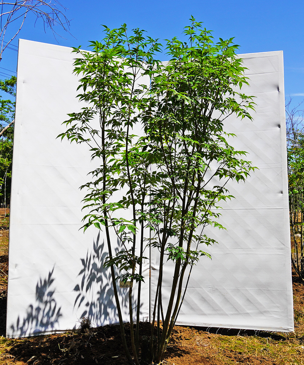 ahdb69-15 【畑もの】アオダモ 本株立 高さ1.5m程度 不在置き了承商品