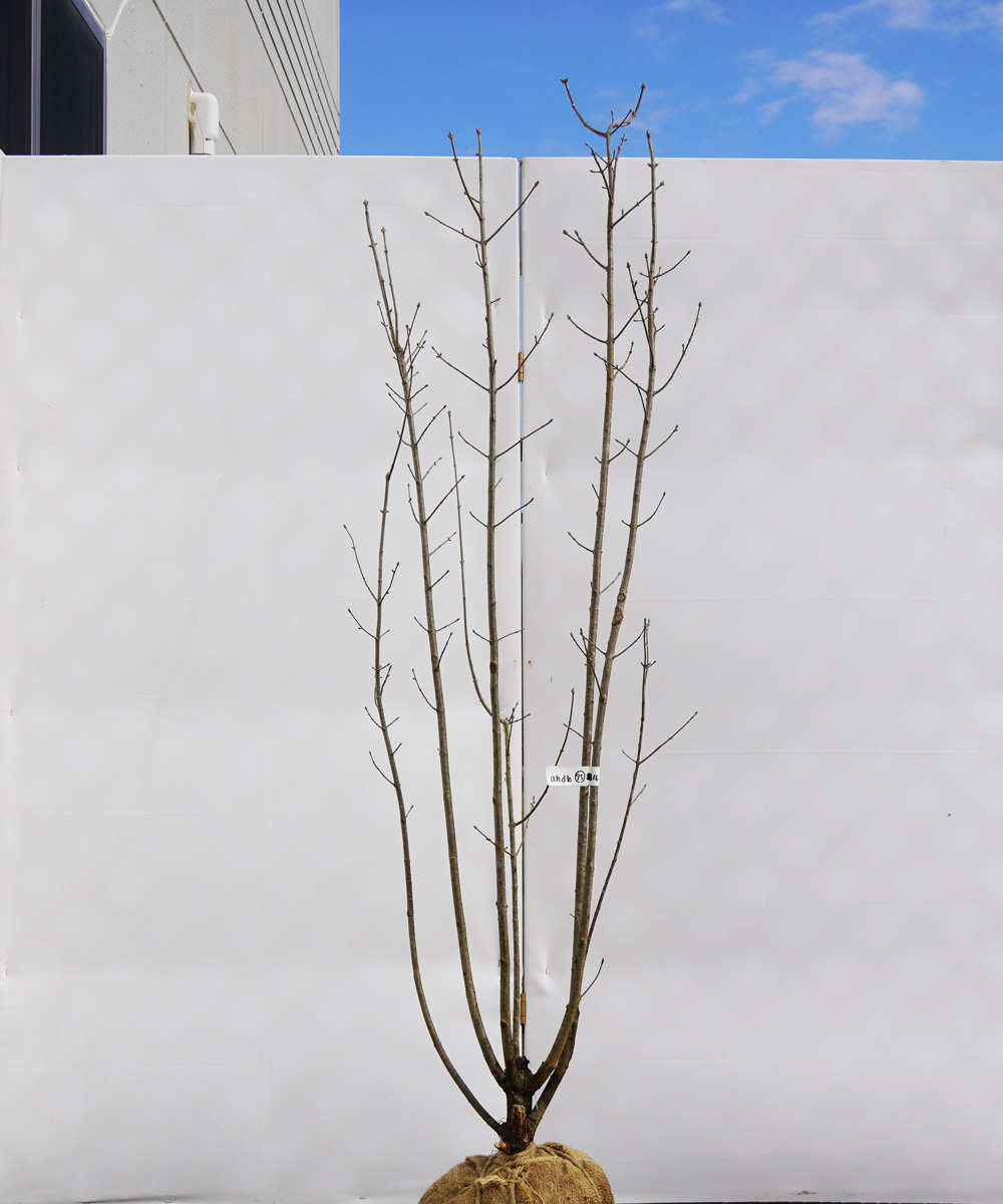 ahdb75-16 【畑もの】アオダモ 本株立 高さ1.6m程度 不在置き了承商品