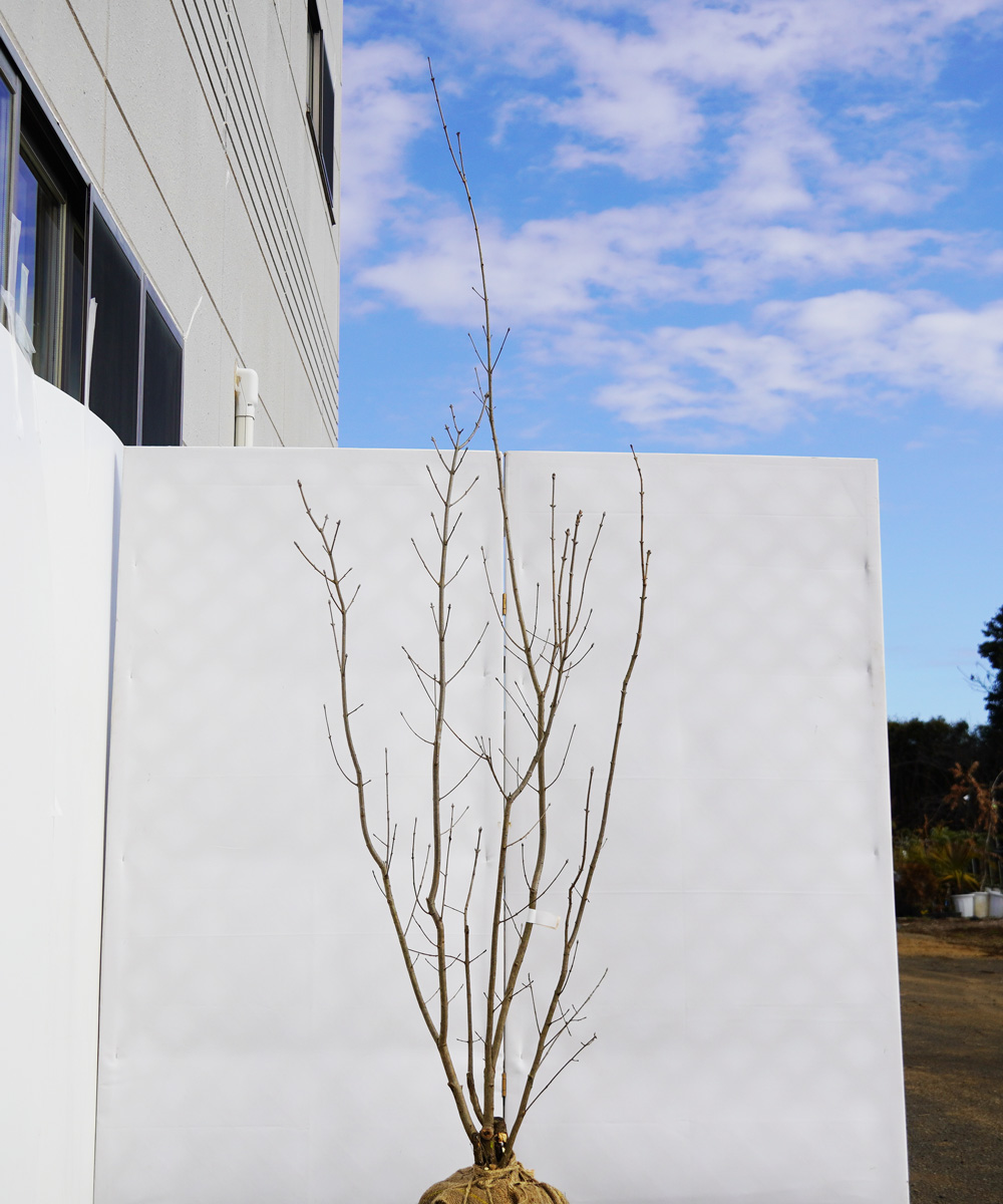 ahdb76-21 【畑もの】アオダモ 本株立 高さ2.1m程度 不在置き了承商品