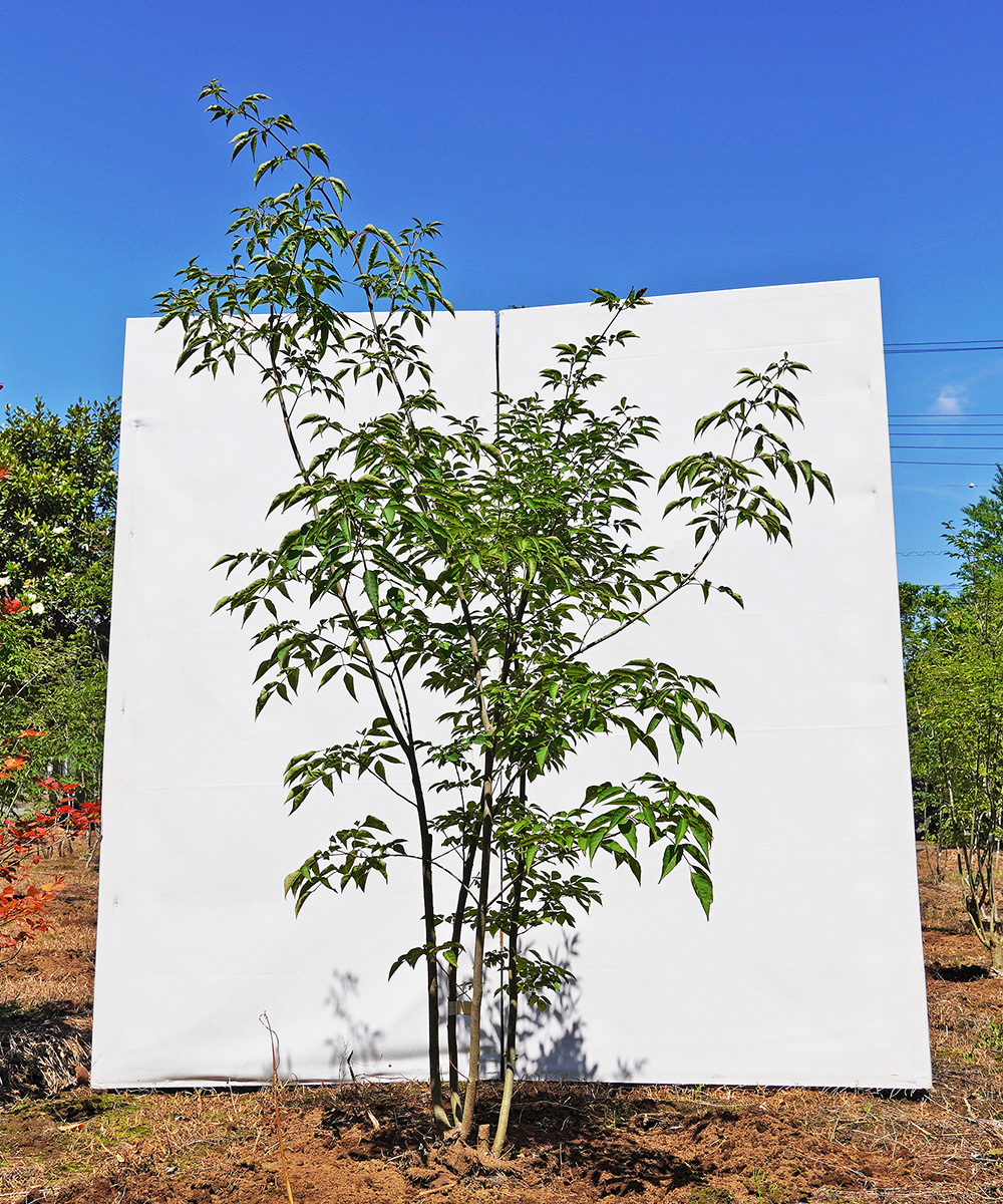 ahdb104-14 【畑もの】アオダモ 本株立 高さ1.4m程度 不在置き了承商品