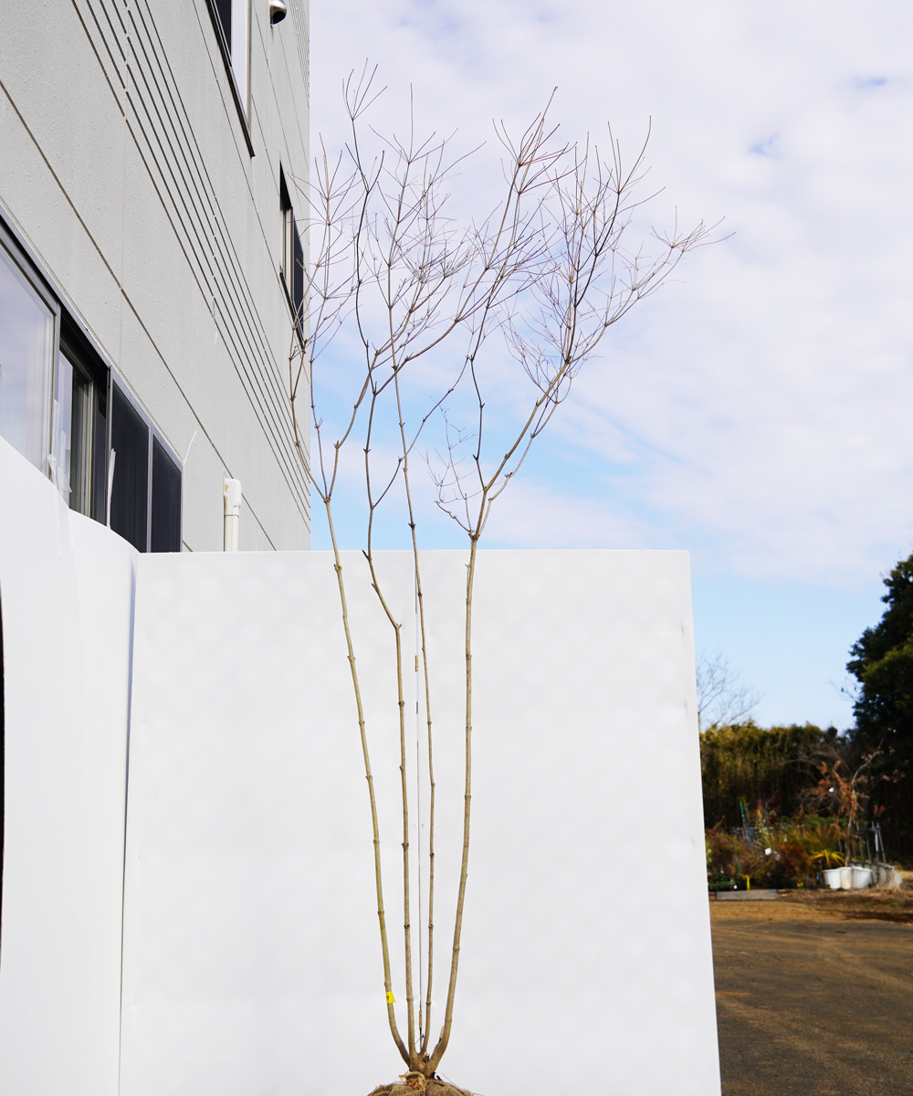 adda22-27  山採り風ドウダンツツジ 高さ2.7m 不在置き了承商品
