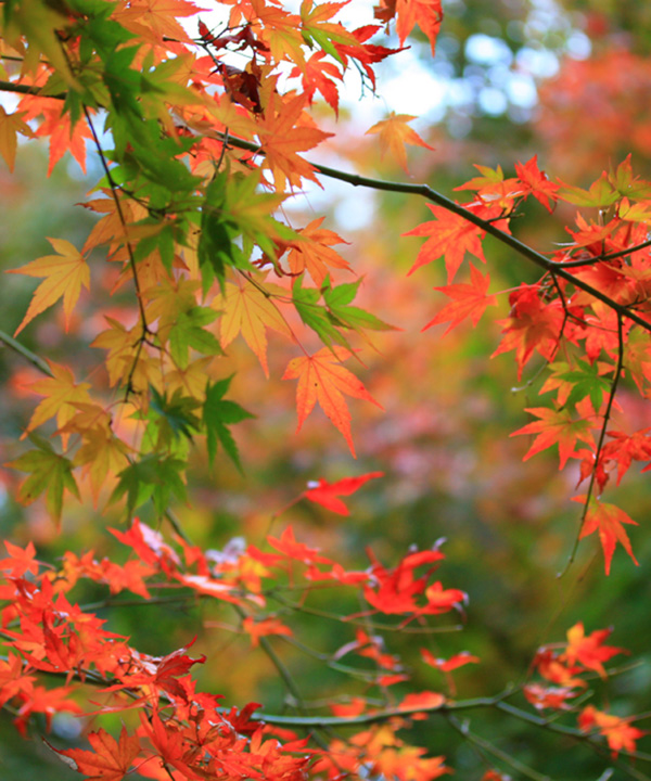 紅葉の様子※地域に異なる