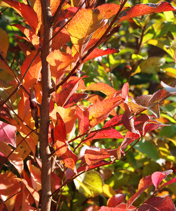 紅葉※地域によって異なる