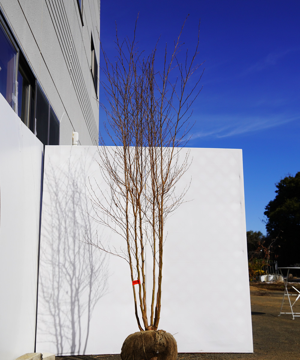 ahsa11-23  ヒメシャラ 本株立 高さ2.3m  不在置き了承商品