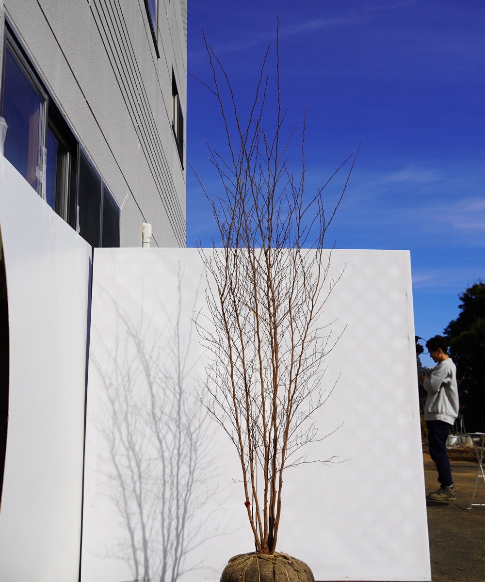 ahsa14-23  ヒメシャラ 本株立 高さ2.3m  不在置き了承商品