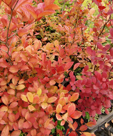 紅葉※地域により異なる