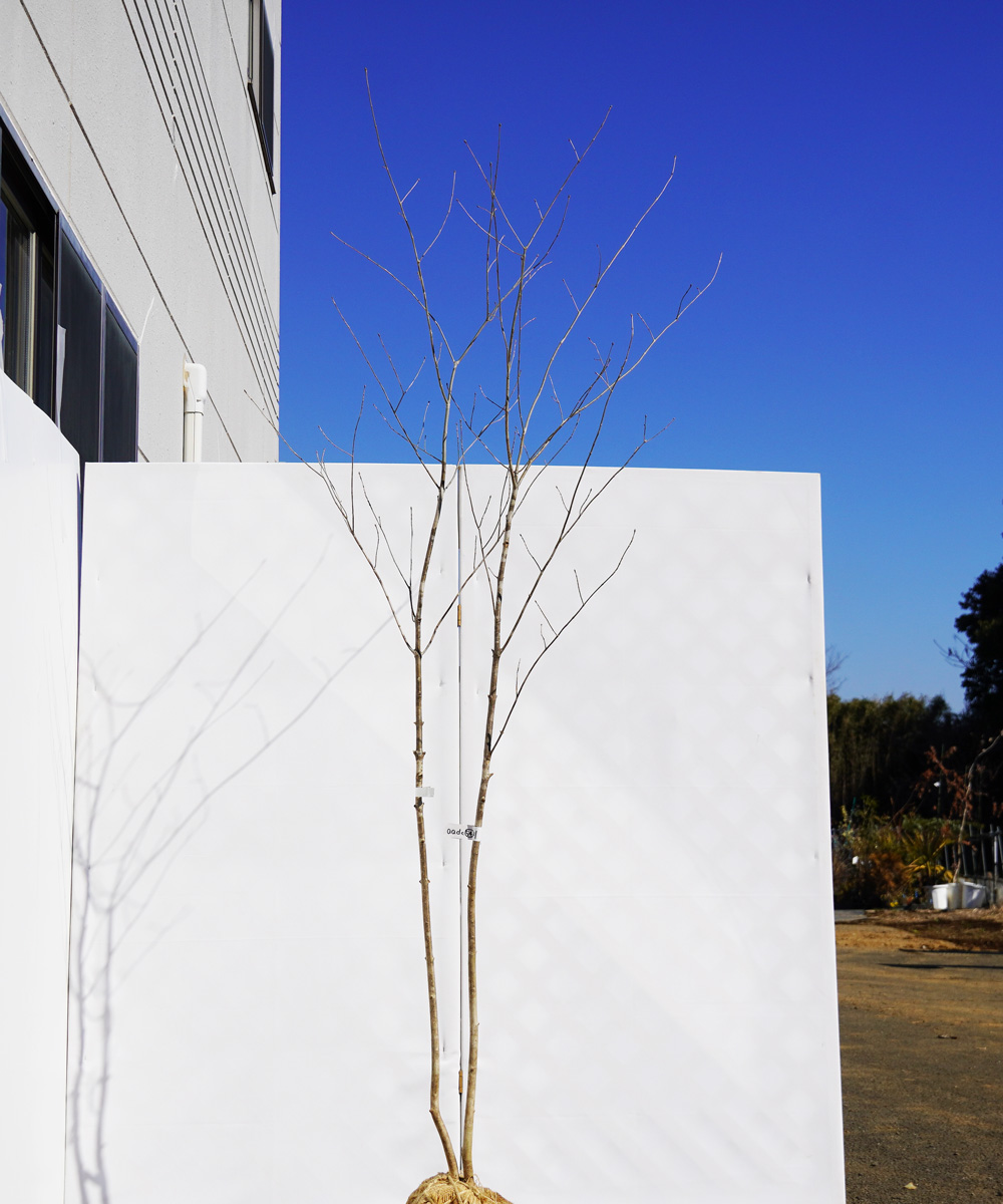 aadc54-21 【山採りもの】アオダモ 高さ2.1m程度 不在置き了承商品