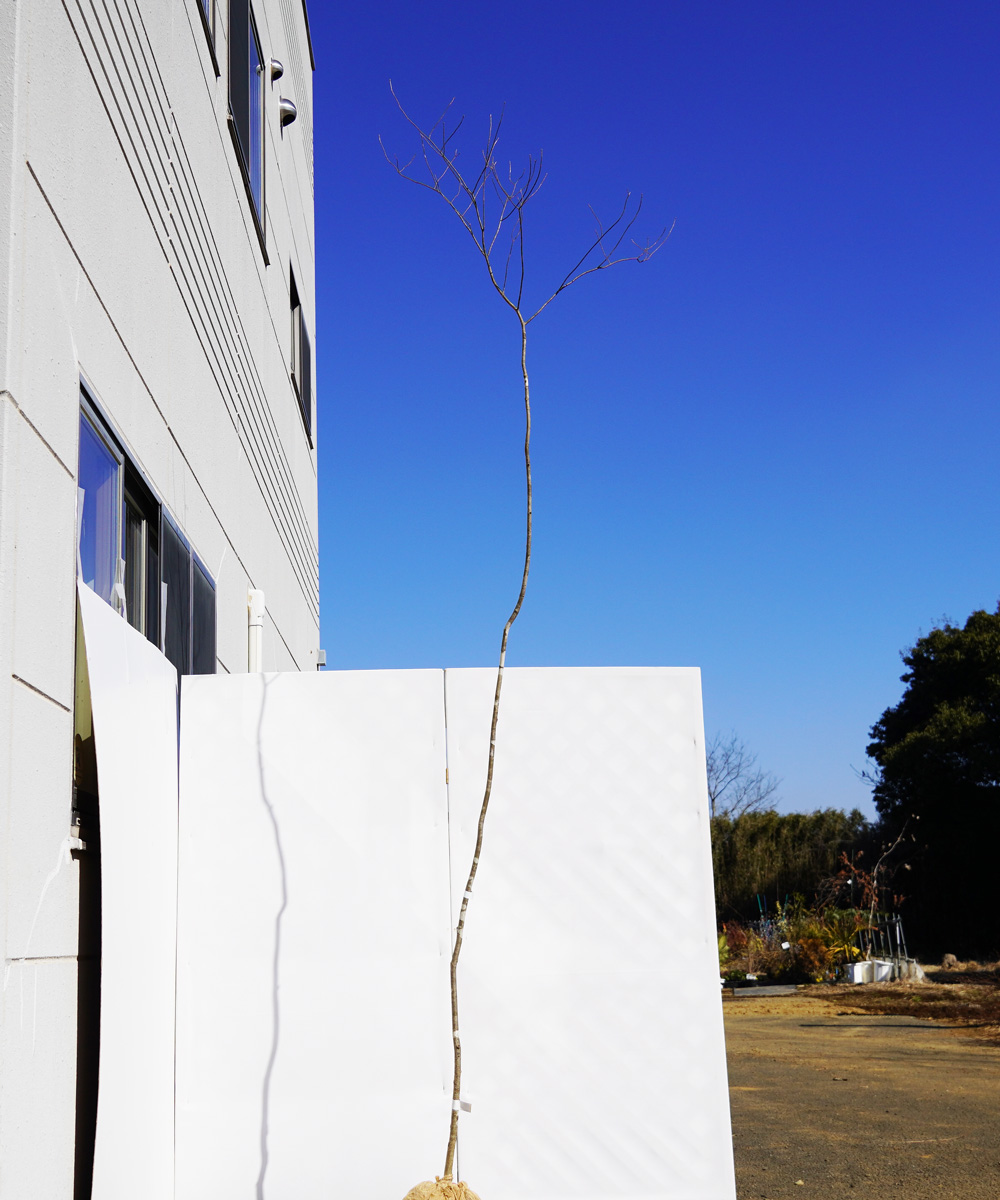 aadc74-32 【山採りもの】アオダモ 高さ3.2m程度 不在置き了承商品