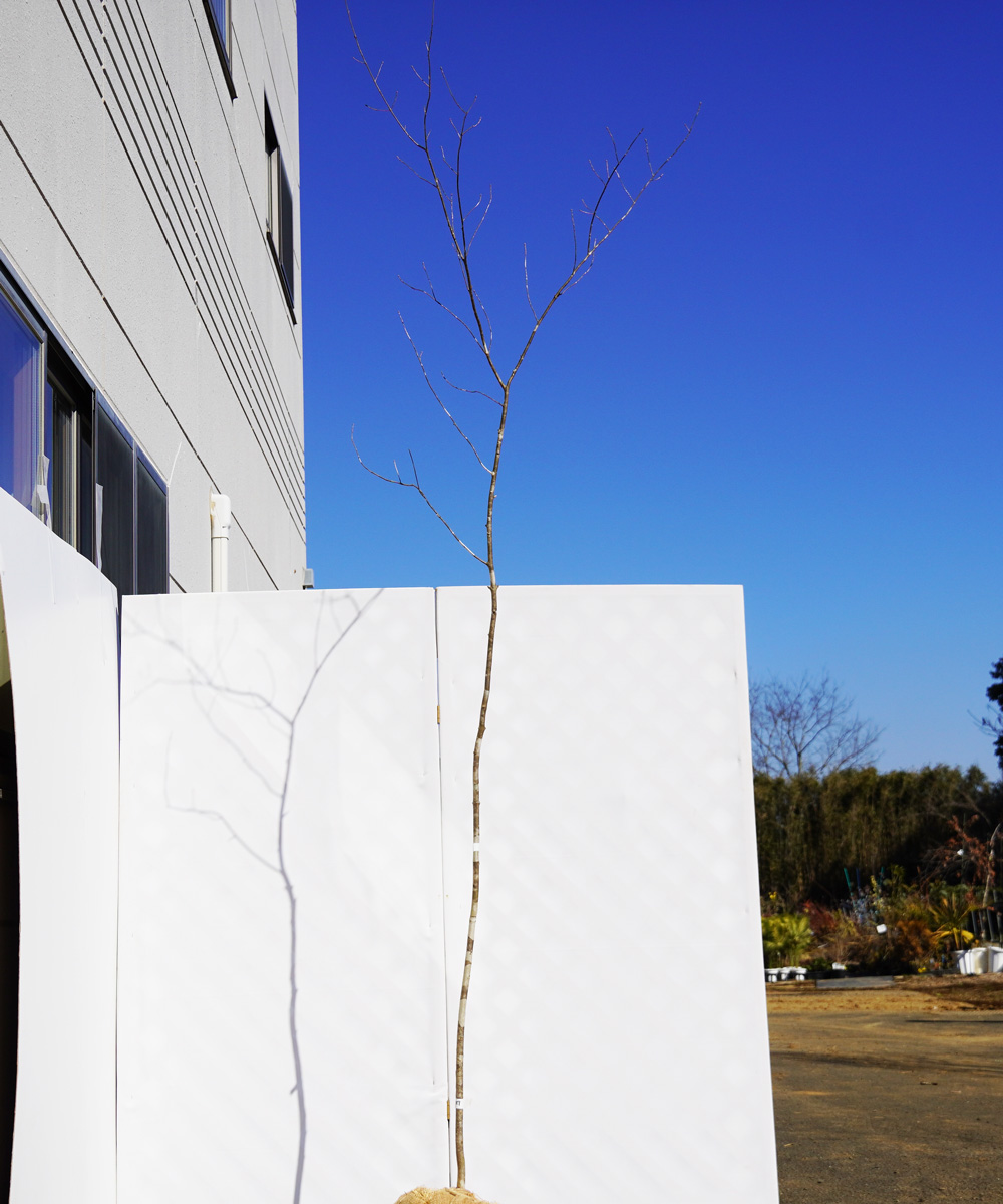 aadc94-27 【山採りもの】アオダモ 高さ2.7m程度 不在置き了承商品