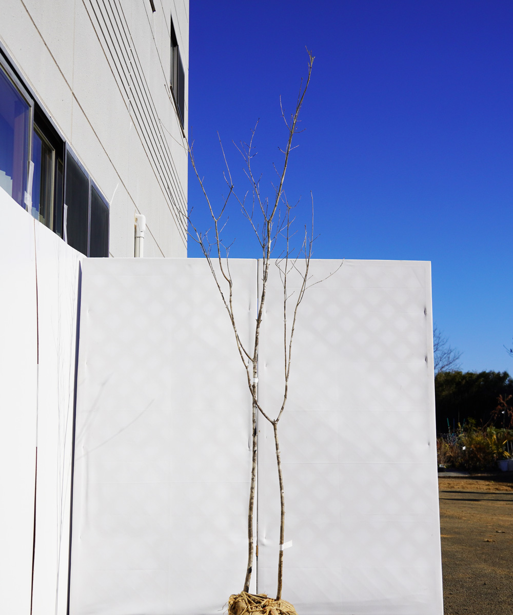 aadf2-25 【山採りもの】アオダモ 高さ2.5m程度 不在置き了承商品