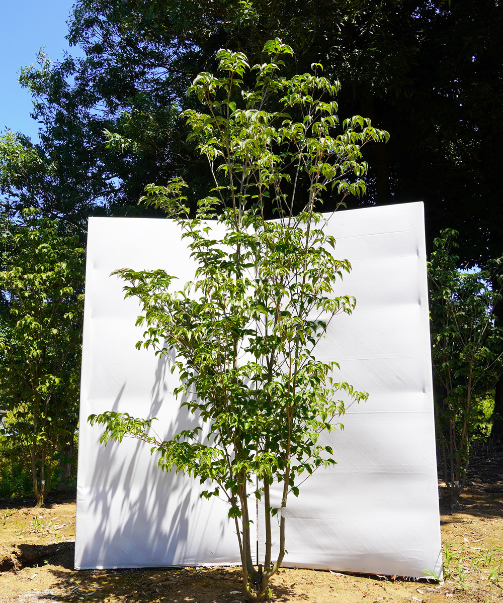aboa3-23  落葉ヤマボウシ白花  本株立 高さ2.3m 不在置き了承商品