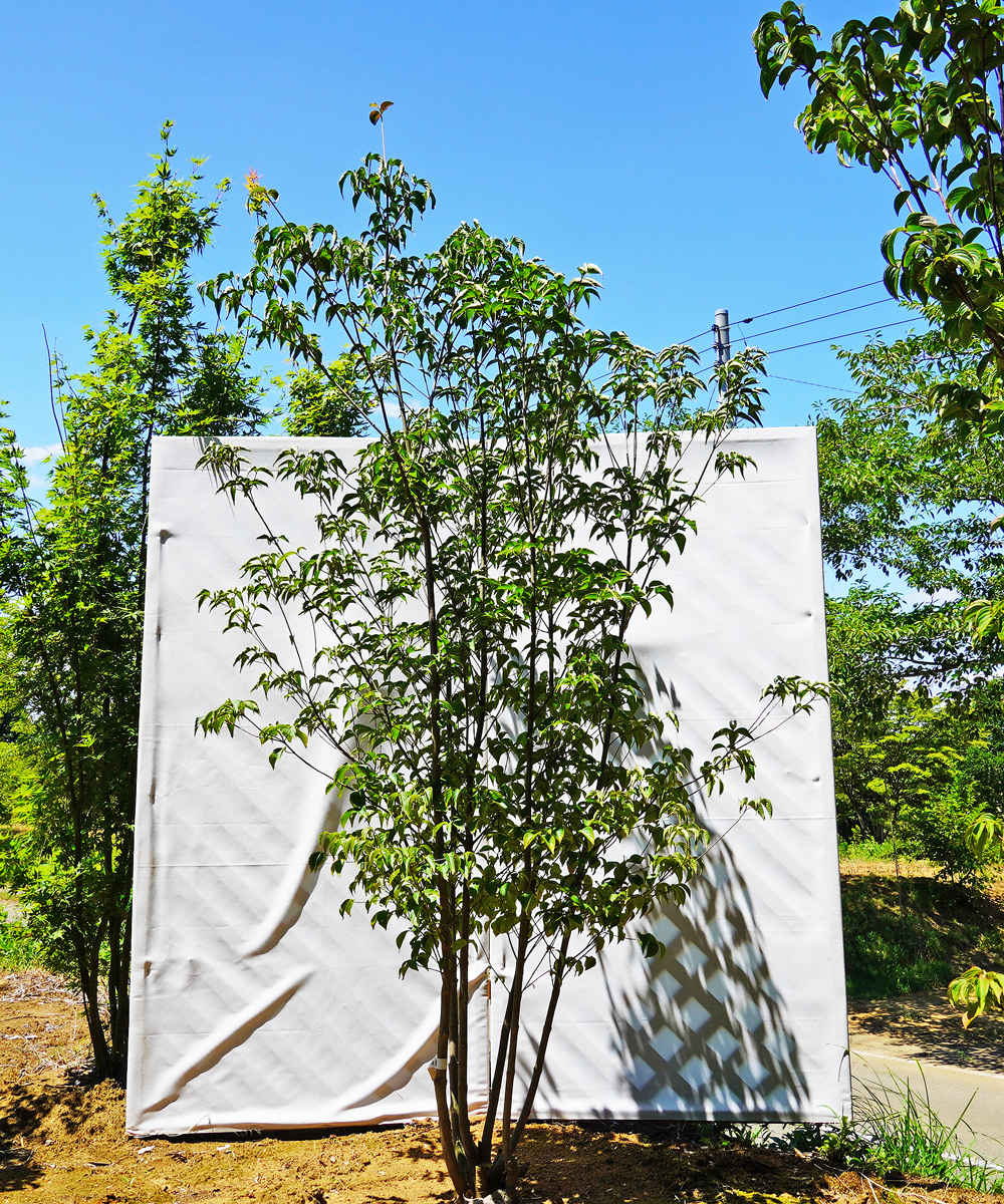 aboa5-21  落葉ヤマボウシ白花  本株立 高さ2.1m 不在置き了承商品