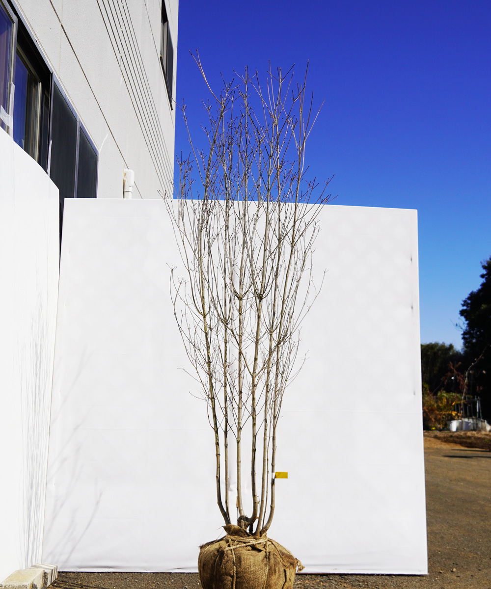 aboa7-20  落葉ヤマボウシ白花  本株立 高さ2.0m 不在置き了承商品