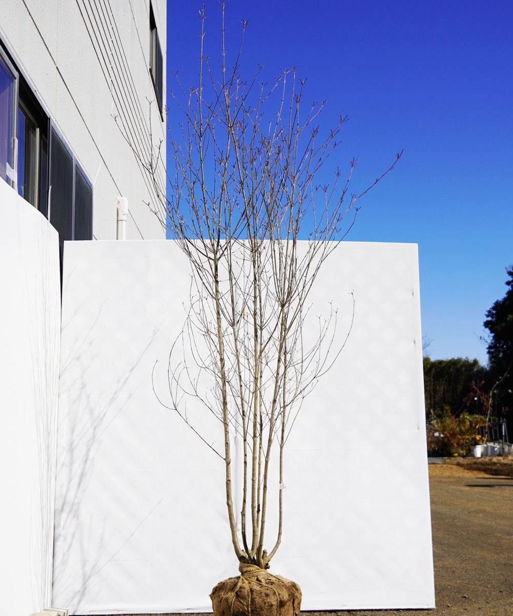 aboa9-23  落葉ヤマボウシ白花  本株立 高さ2.3m 不在置き了承商品