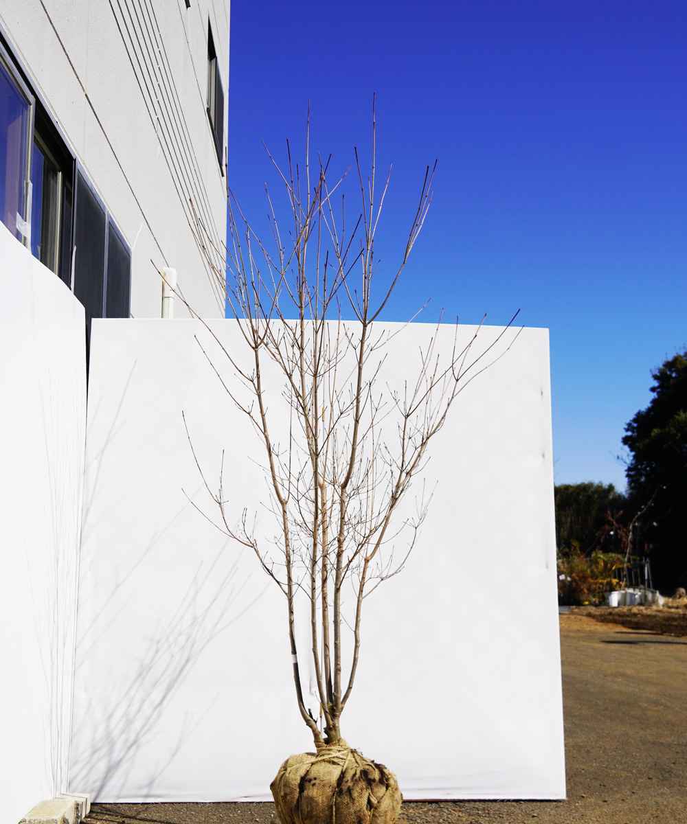 aboa11-20  落葉ヤマボウシ白花  本株立 高さ2.0m 不在置き了承商品