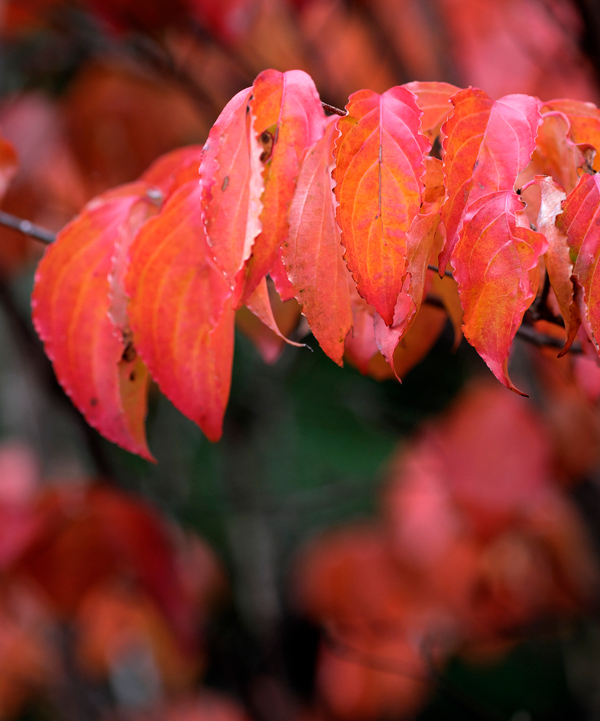 紅葉※地域によってはきれいに色づかない場合もあります
