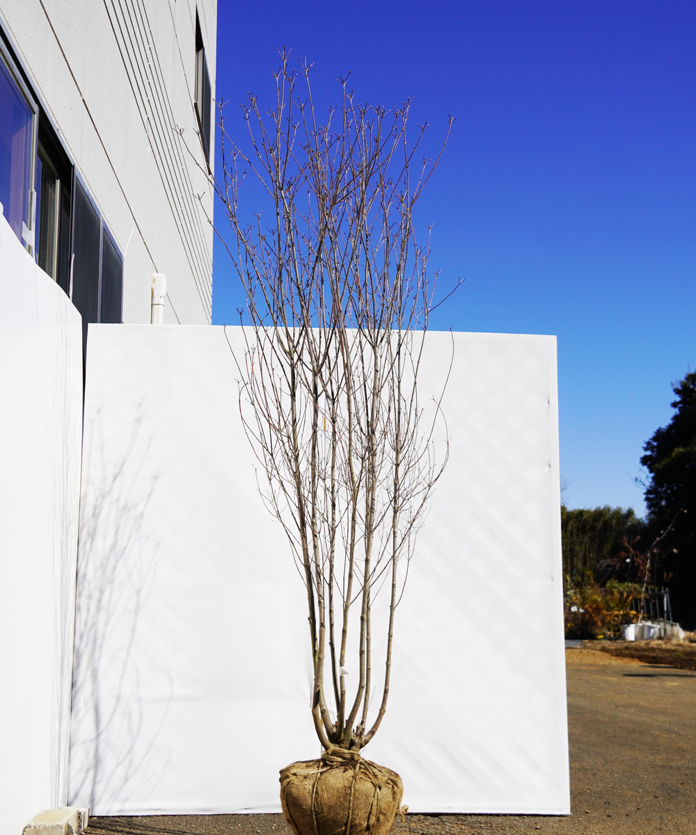 aboa19-21  落葉ヤマボウシ白花  本株立 高さ2.1m 不在置き了承商品