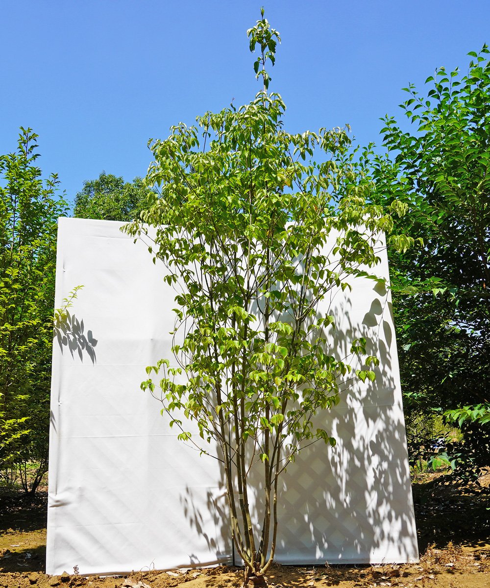 aboa20-25  落葉ヤマボウシ白花  本株立 高さ2.5m 不在置き了承商品