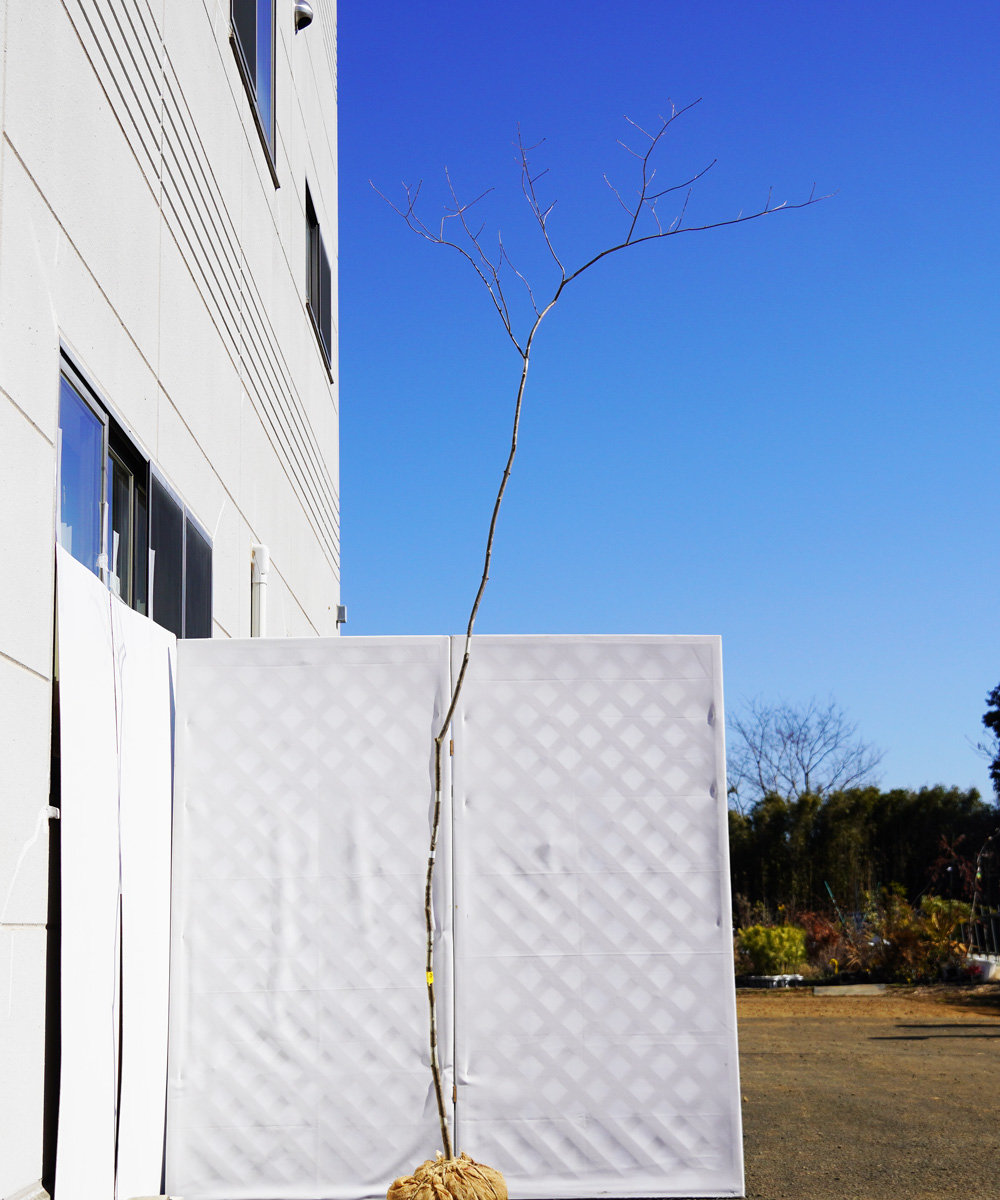 aadg3-29 【山採り】アオダモ 高さ2.9m程度 不在置き了承商品