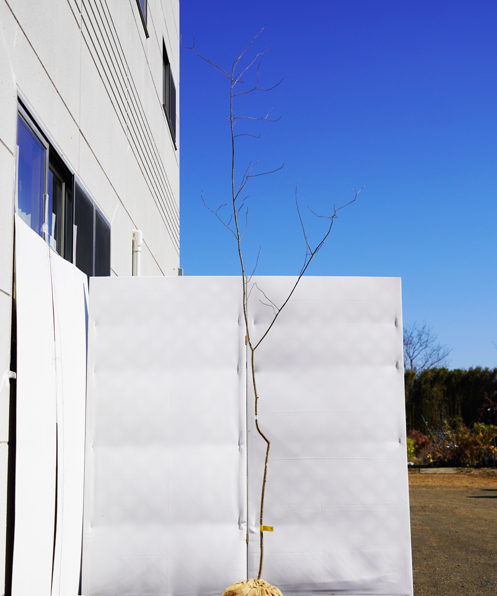 aadg17-27 【山採り】アオダモ 高さ2.7m程度 不在置き了承商品