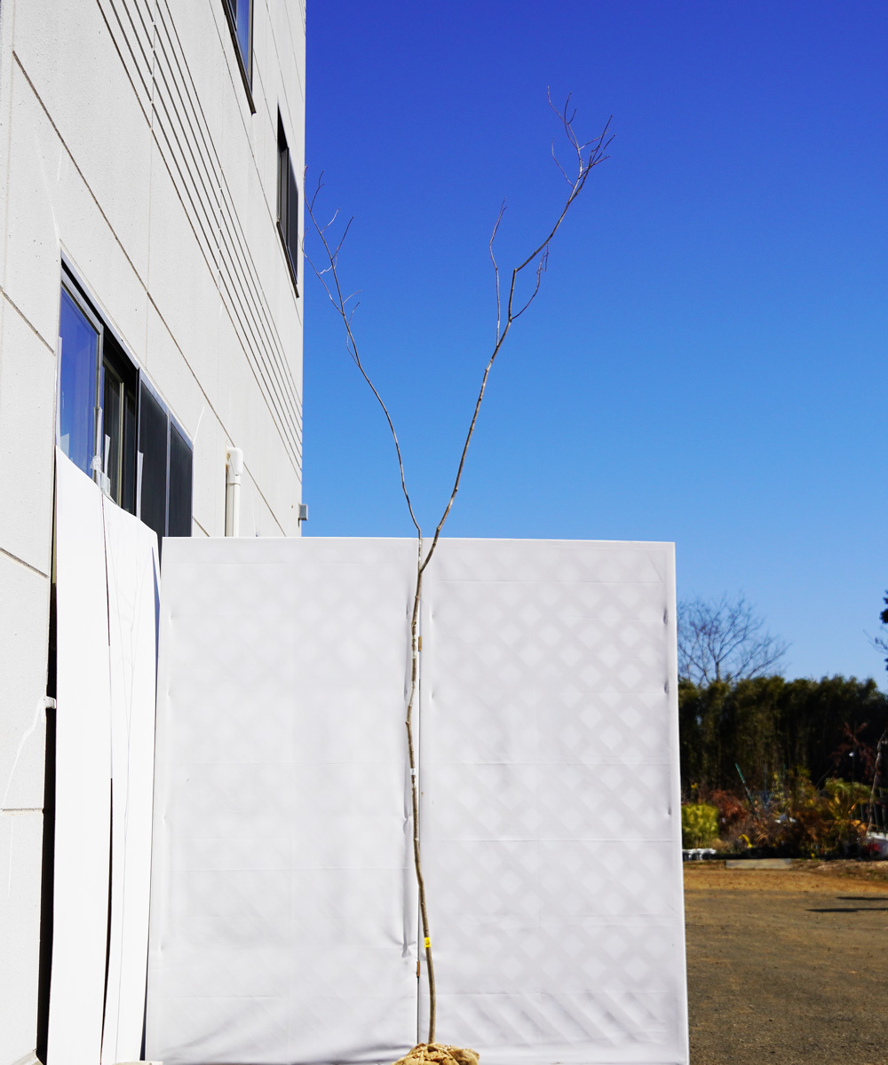 aadg20-30 【山採り】アオダモ 高さ3.0m程度 不在置き了承商品