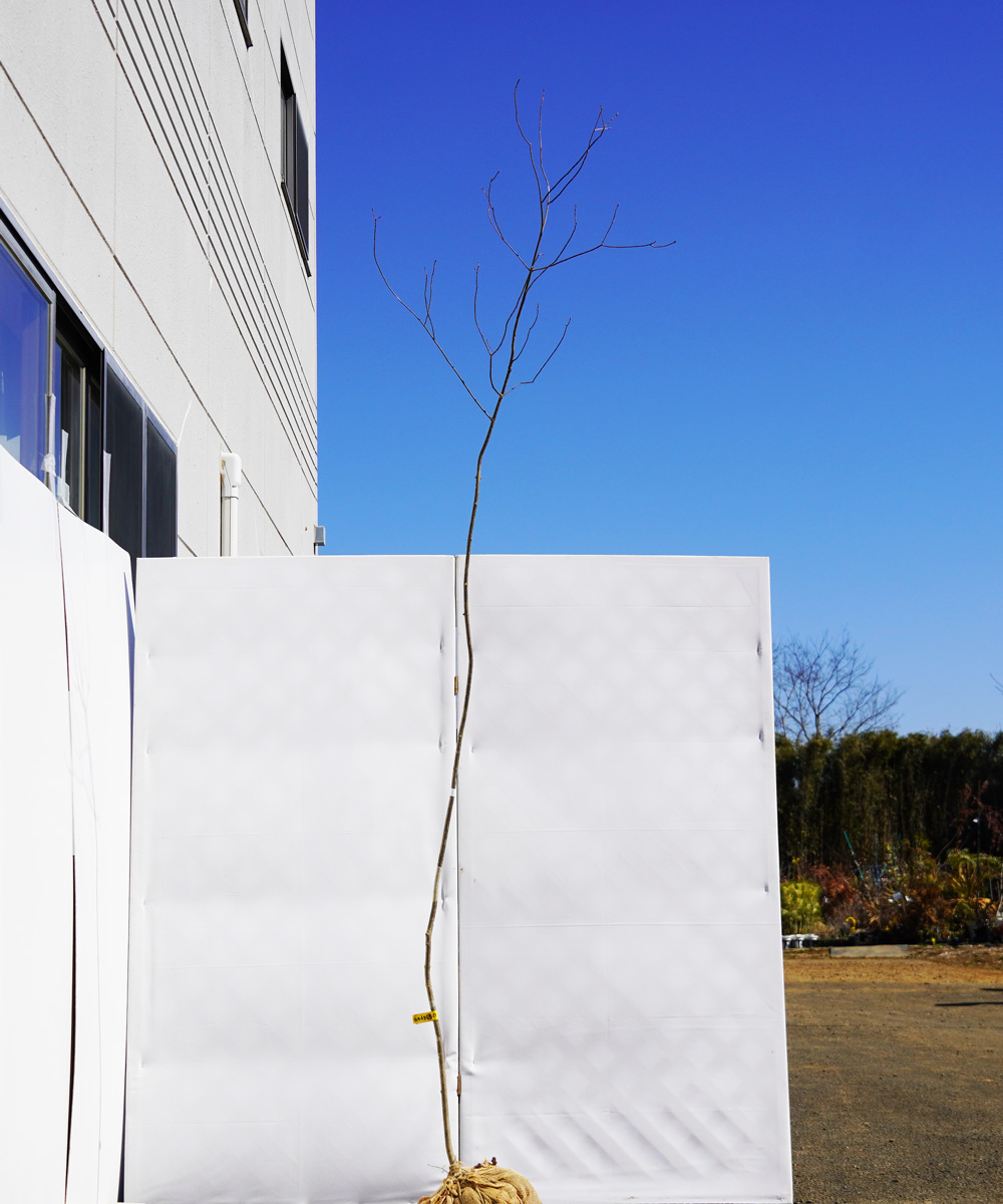 aadg29-27 【山採り】アオダモ 高さ2.7m程度 不在置き了承商品