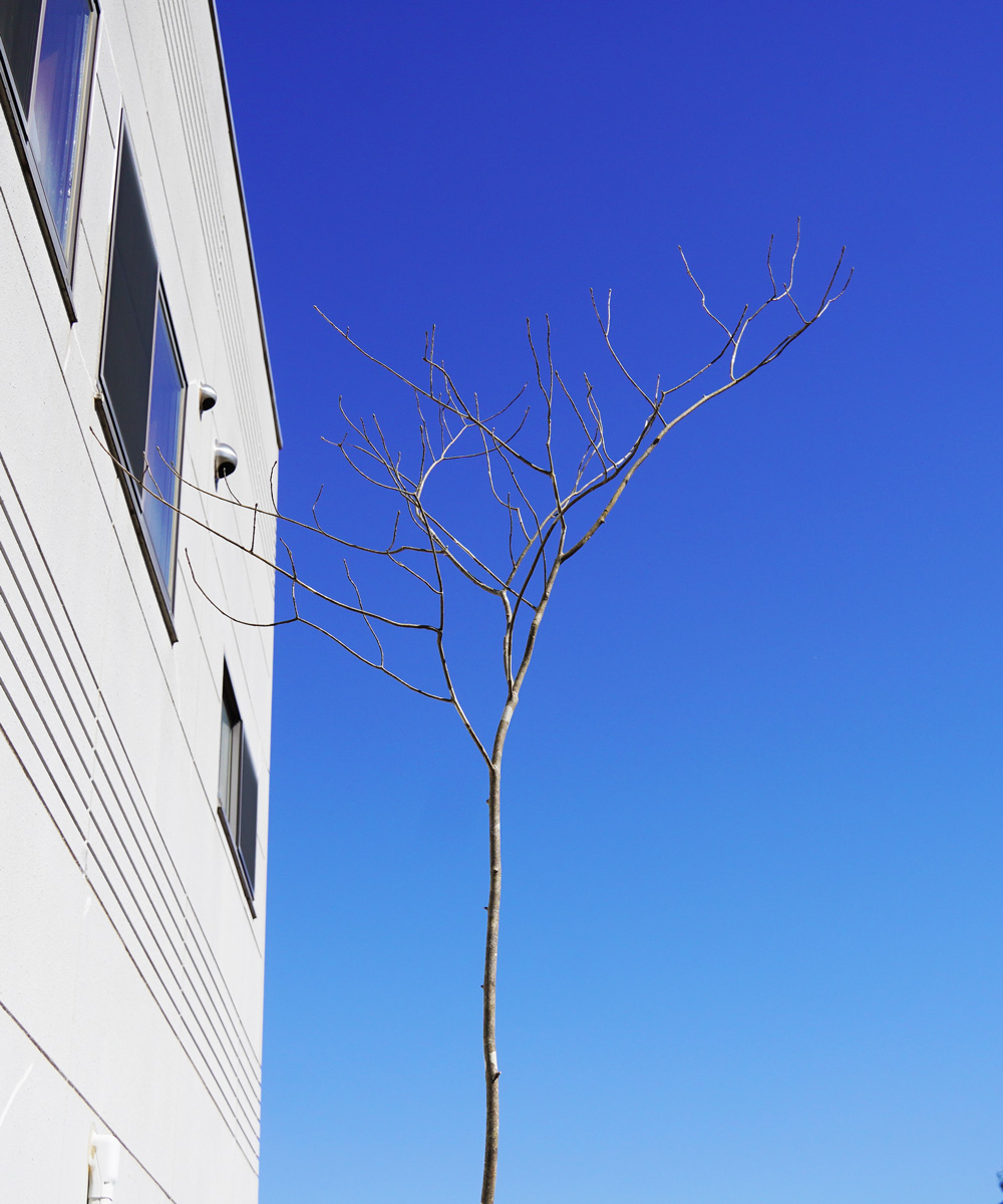 アオダモは販売している植木の中でも葉が小さくすらっと伸びる幹が魅力の落葉樹です。グリーンロケットでは、ちゃんと植木を選びたい人のために1本1本樹形を撮影して販売しています。