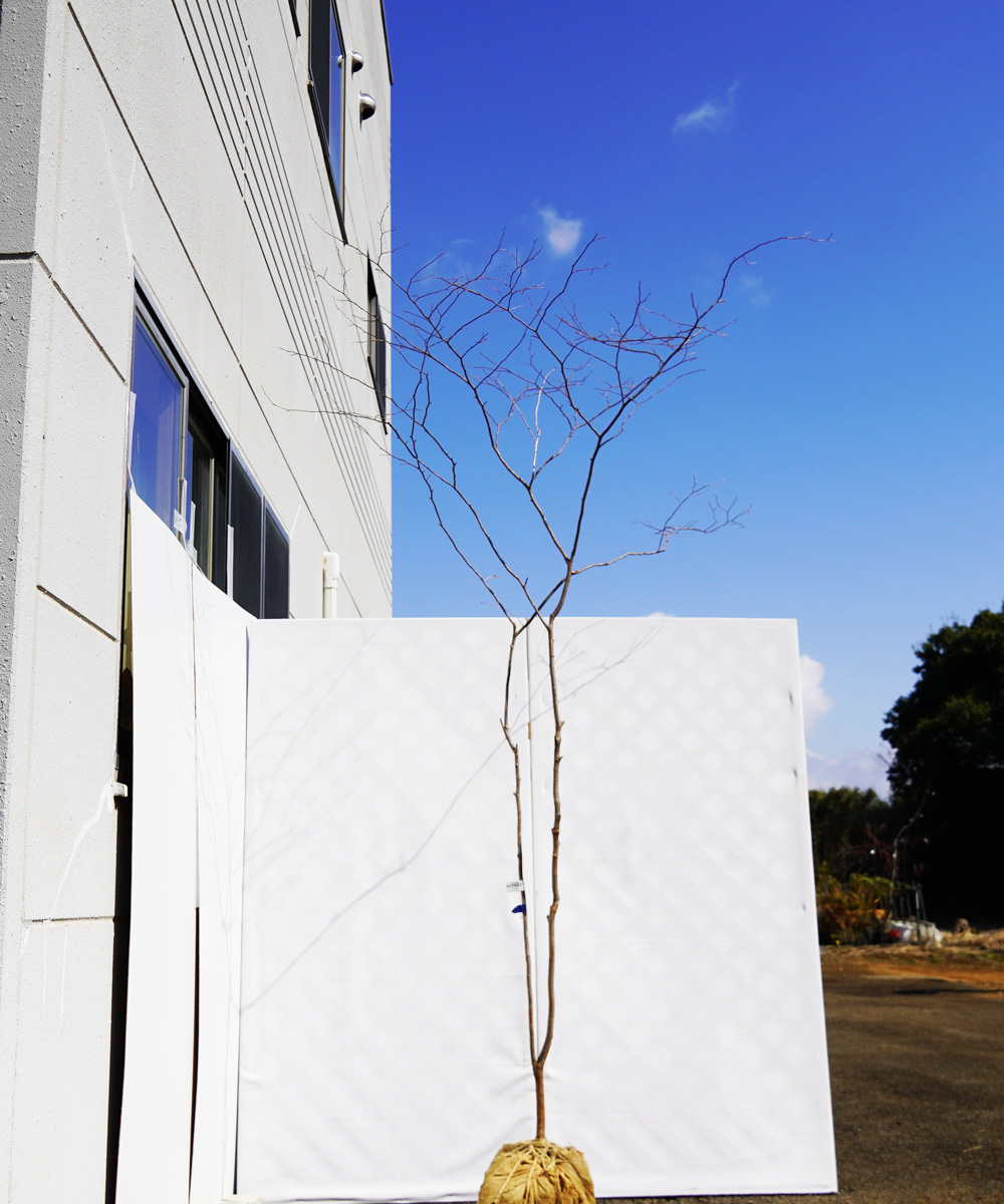 antb2-23  【山採り】ナツハゼ 高さ2.3m 不在置き了承商品