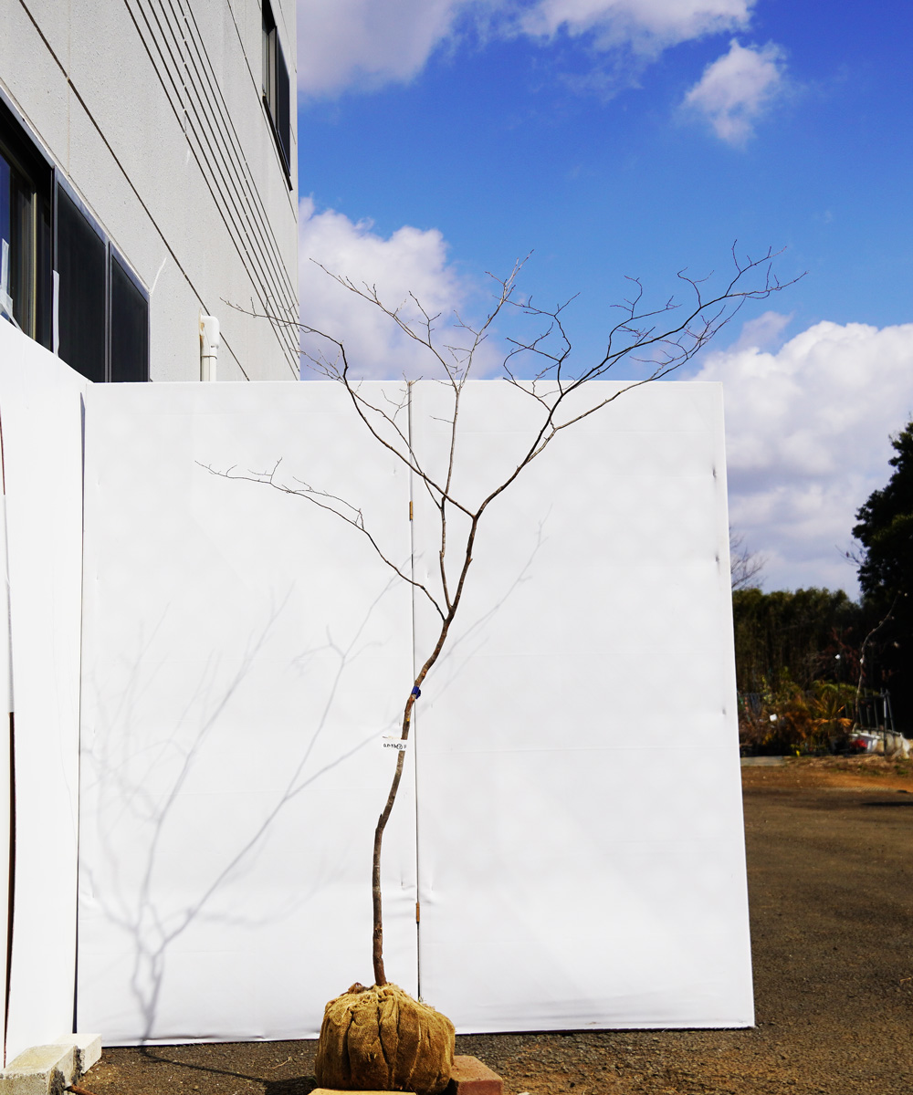 antb13-18  【山採り】ナツハゼ 高さ1.8m 不在置き了承商品