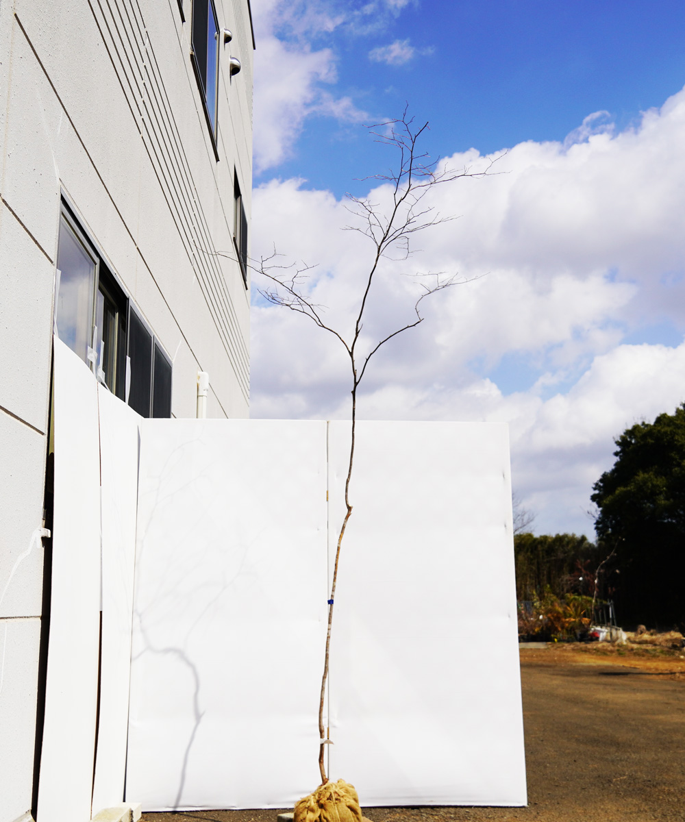 antb19-24  【山採り】ナツハゼ 高さ2.4m 不在置き了承商品