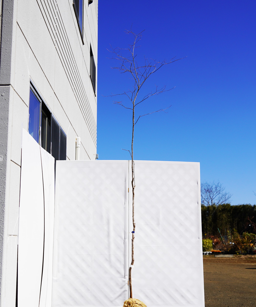 antb38-30  【山採り】ナツハゼ 高さ3.0m 不在置き了承商品