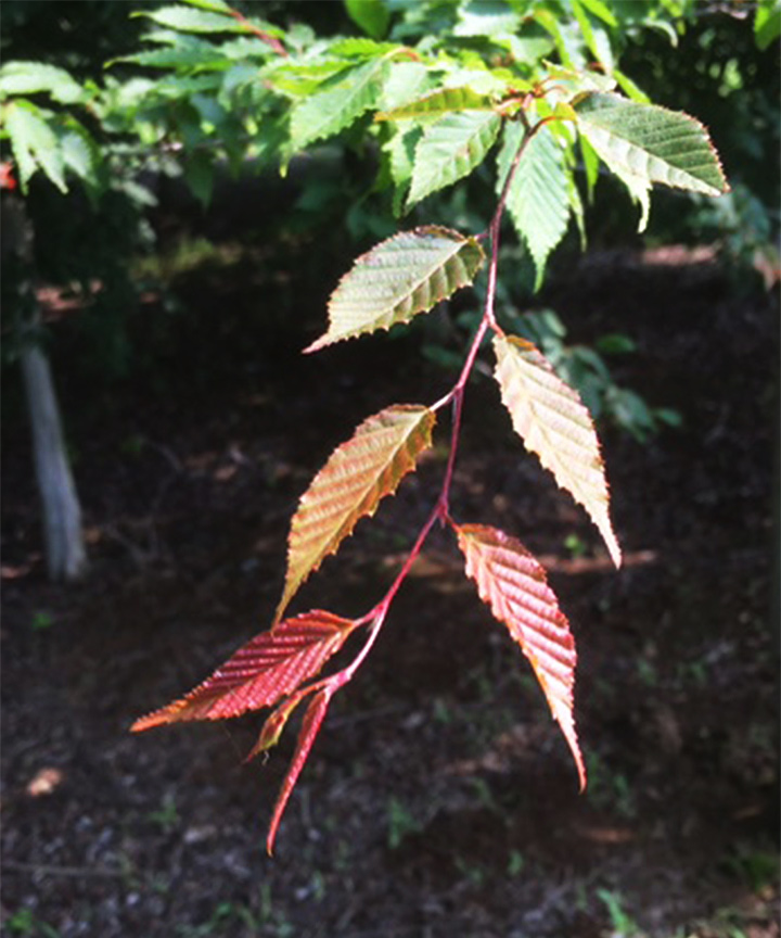 新芽