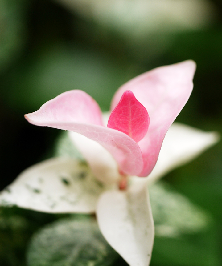 新芽