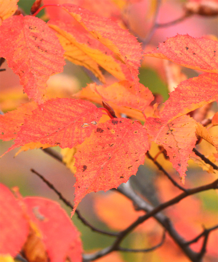 紅葉※地域によってきれいに紅葉しない場合もあります。