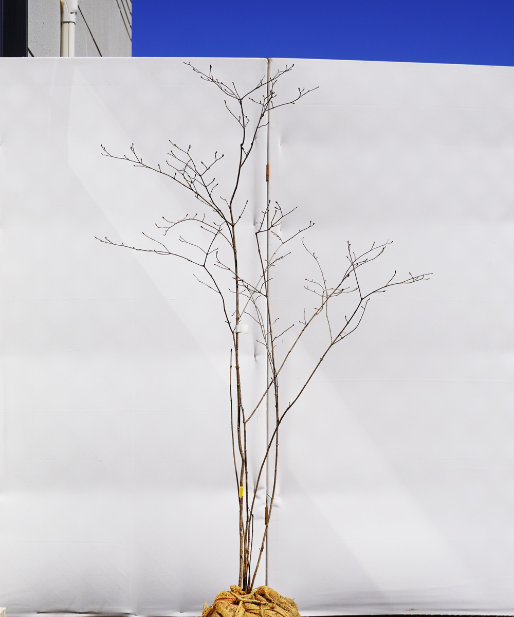 ayzb3-13 【山採り】オトコヨウゾメ　高さ1.3m　不在置き了承商品　
