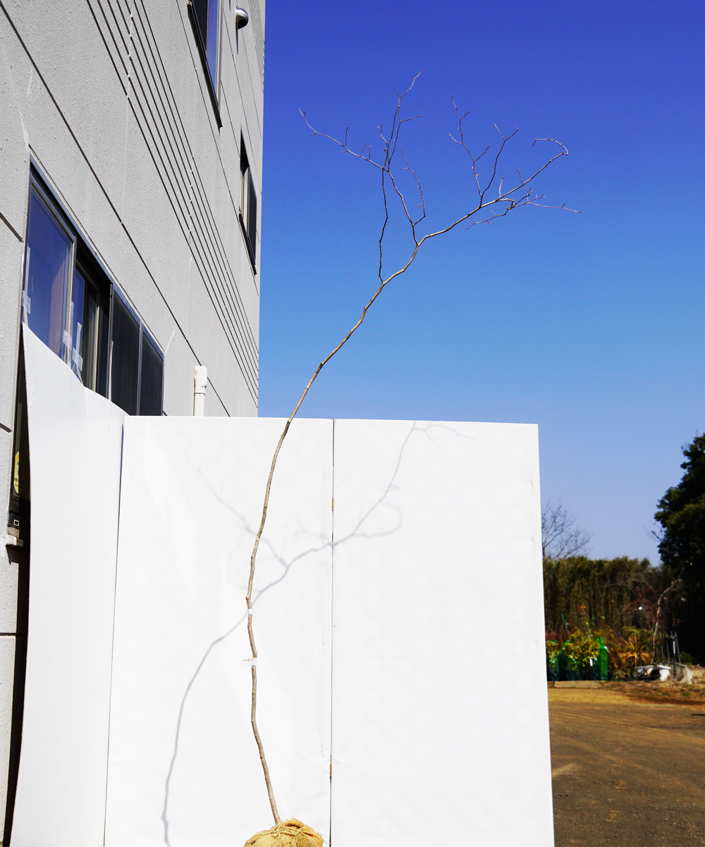 axxb5-27 【山採りもの】正体不明　高さ2.7ｍ程度　不在置き了承商品　おそらくマンサクだと思います