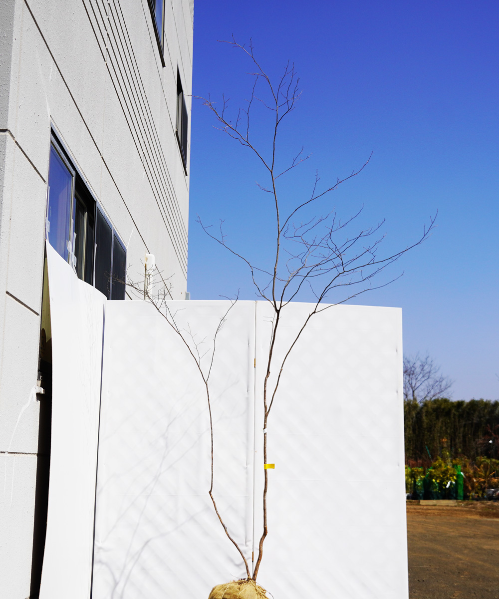 antc11-27  【山採り】ナツハゼ 高さ2.7m 不在置き了承商品