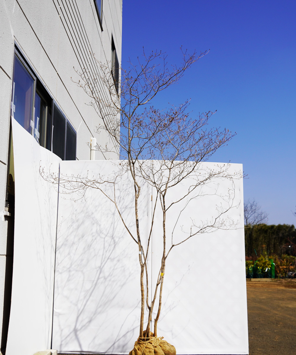 aytc2-23   【山採りもの】ヤマツツジ 高さ2.3m程度 不在置き了承商品